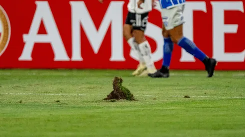 En Colo Colo se defienden por el estado de la cancha.