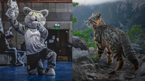 La historia del gato Colo Colo y su relación con el Cacique.