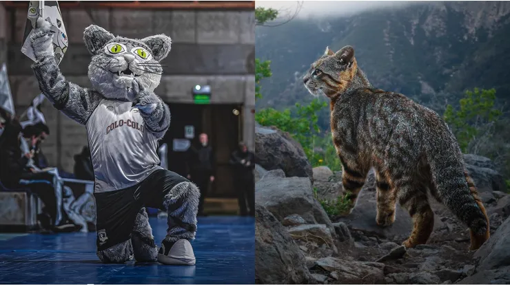 La historia del gato Colo Colo y su relación con el Cacique.