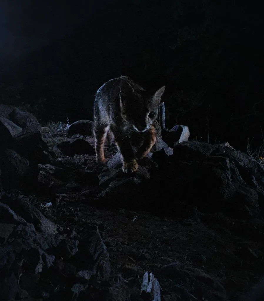 El Gato Colo Colo sólo se ve en zonas boscosas