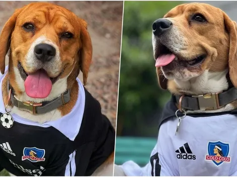 Matías Moya viste a su perro con la camiseta de Colo Colo