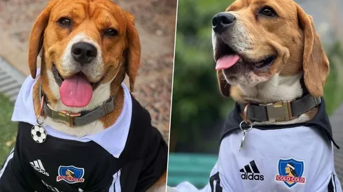 Clifford, el perro colocolino