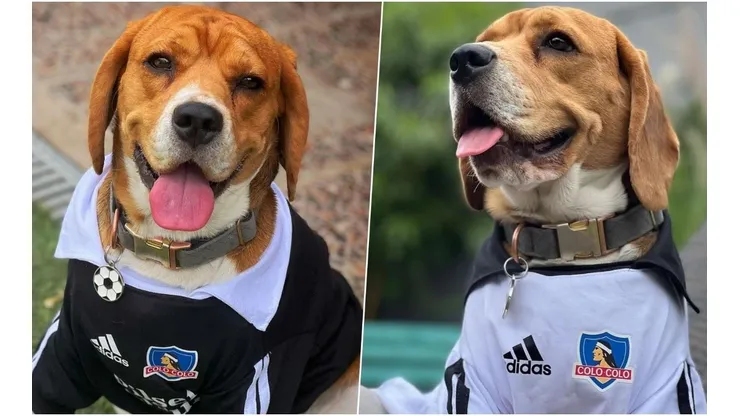 Clifford, el perro colocolino