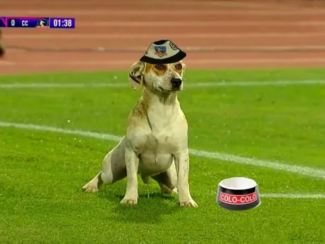 Los memes dedicados al perrito que apareció en el Colo Colo vs Curicó