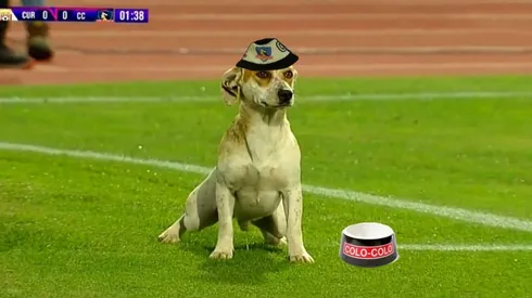 Los memes dedicados al perrito que apareció en el Colo Colo vs Curicó