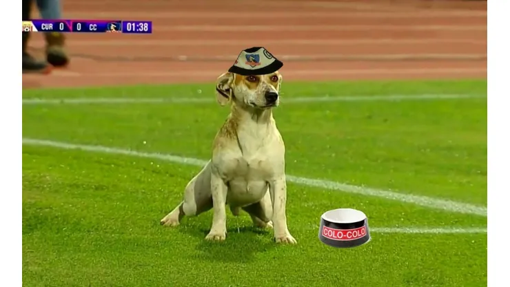 Los memes dedicados al perrito que apareció en el Colo Colo vs Curicó