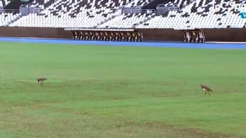 El pobre estado de la cancha del Estadio Olímpico Nilton Santos.