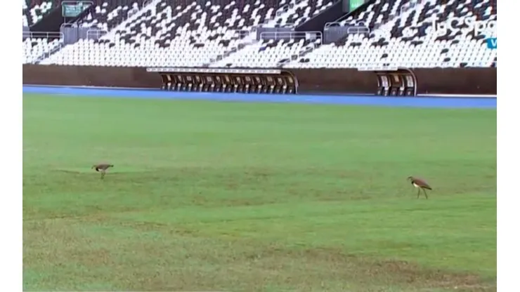 El pobre estado de la cancha del Estadio Olímpico Nilton Santos.
