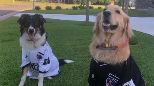 Los perros de Nicolás Blandi.