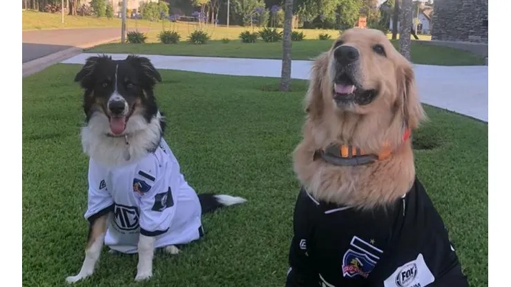 Los perros de Nicolás Blandi.