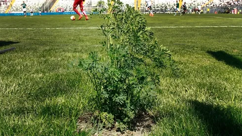 Ruda Estadio Monumental | Foto: Agencia Uno