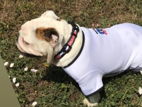 Javier Parraguez viste a su perro con la camiseta de Colo Colo