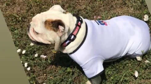 El perro de Javier Parraguez