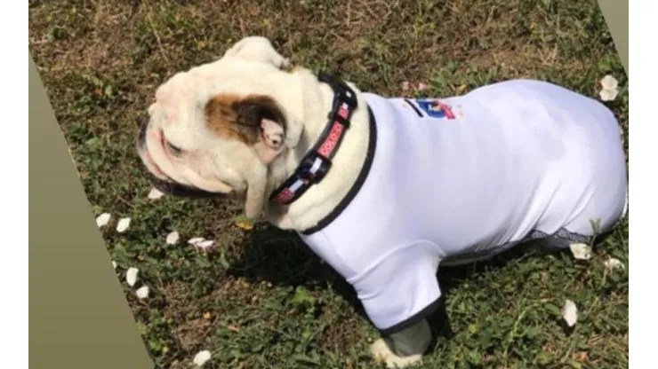 El perro de Javier Parraguez