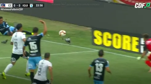 Óscar Opazo tiró un centro que impactó a dos palomas