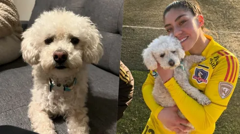 Pelusa, perrita de Javiera Díaz, quedó parapléjica.